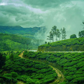 Munnar Off Road Ride
